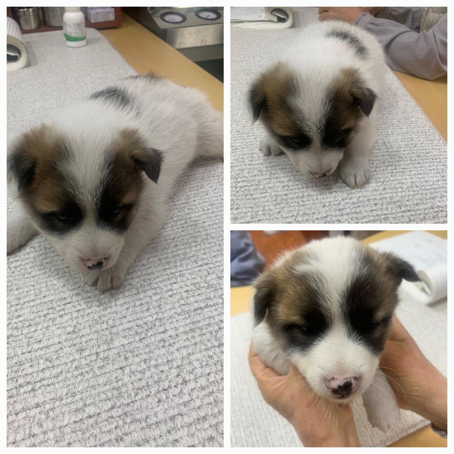 유기동물보호소_446481202300146